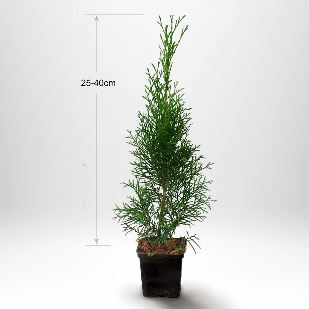 Thuja Smaragd 25-40cm, Pottedyrket, Kvalitet: Standard